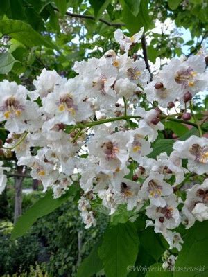 Katalpa Catalpa Surmia Zwyczajna Bignonioides Nr