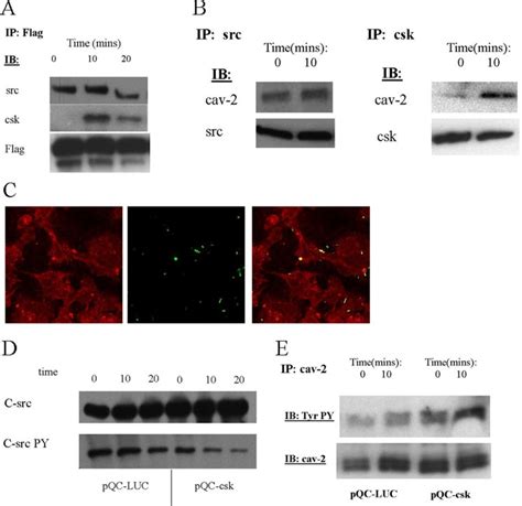 Csk Controls The Phosphorylation Of Caveolin Via C Src A