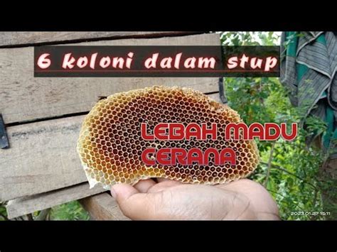 Memindahkan 6 Koloni Lebah APIS CERANA Sekaligus Dalam 1 Malam Ke Kotak