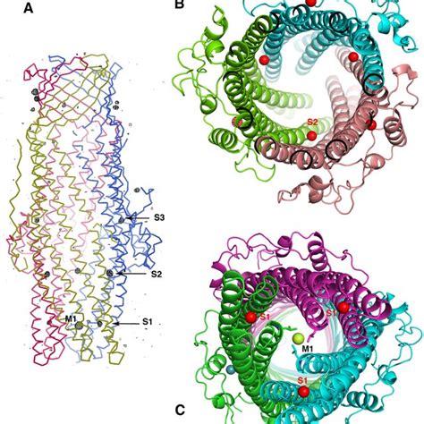 Views Of The Tripartite Assembly Of An Efflux Pump A The Schematic