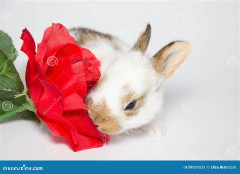 Sweet Baby Bunny Eating Red Rose Stock Photo - Image: 59031531