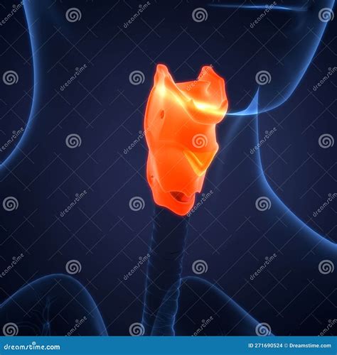 Human Internal Organs Larynx And Pharynx Anatomy Stock Illustration