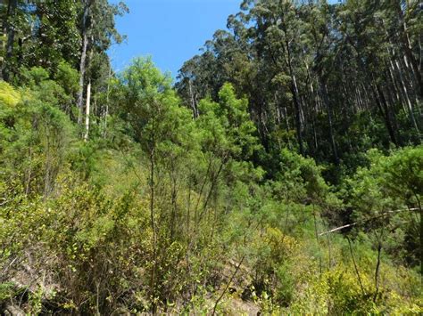 Lilly Pilly Gully Car Park Wilsons Promontory Rd Wilsons Promontory