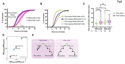 Gaf Is Required For Transcriptional Memory Of Scylla A Quantification