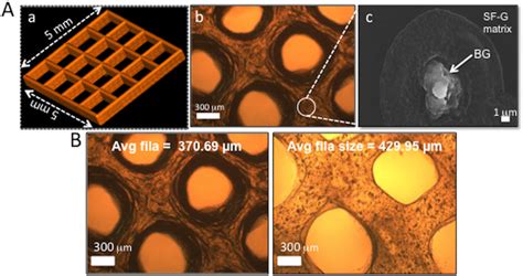 Representative Images Of D Printed Silk Fibroin Gelatin Bioactive