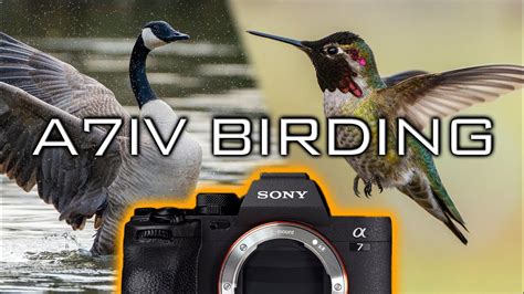 Bird Photography With The Sony A Iv Review Settings Tips Youtube