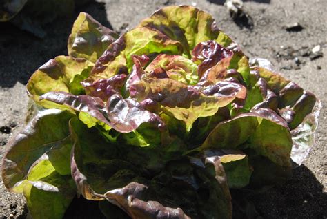 Lettuce Yugoslavian Red Butter — Transition Farm