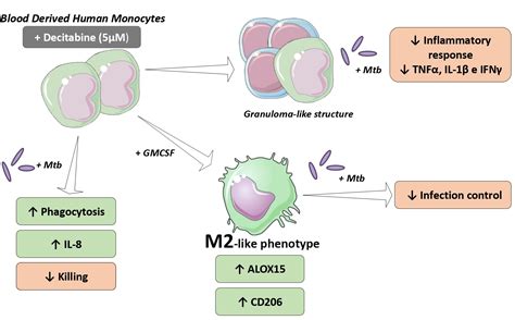 Cells Free Full Text Decitabine Promotes Modulation In Phenotype