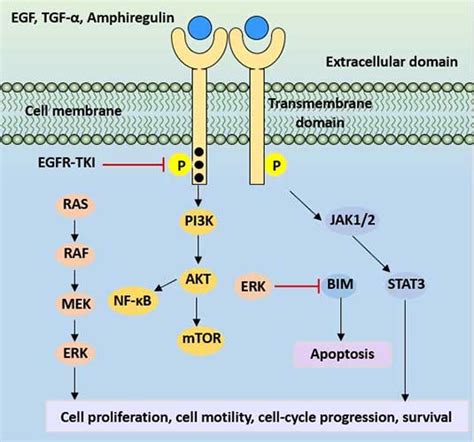 Egfr Pathway Map