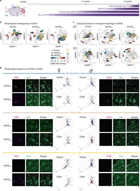 Microglia Phenotypic Spectrum In Xfad Transgenic Model Of