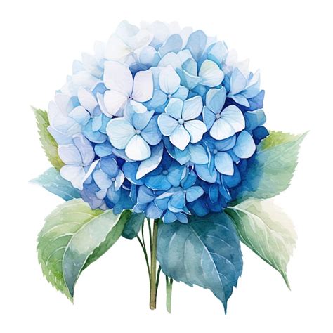 Ramo De Hortensia Azul Con Fondo Aislado De Acuarela De Estilo