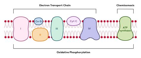 Aerobic Respiration – The MCAT Webinar