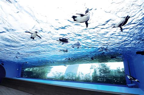 東京都内でファミリーにおすすめの水族館6選 | るるぶKids