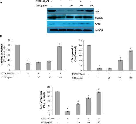 A Western Blot Analysis Of Oxidative Stress Marker Proteins Gpx