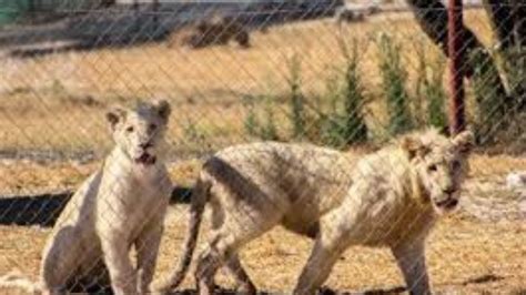 Lions Back in Sydney Zoo Enclosure After Escape