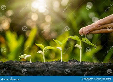 Growing Crops On Fertile Soil And Watering Plants Including Showing