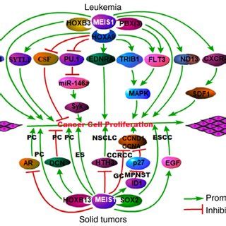 Schematic Diagram Of The Promoting And Inhibitory Roles Of Meis In