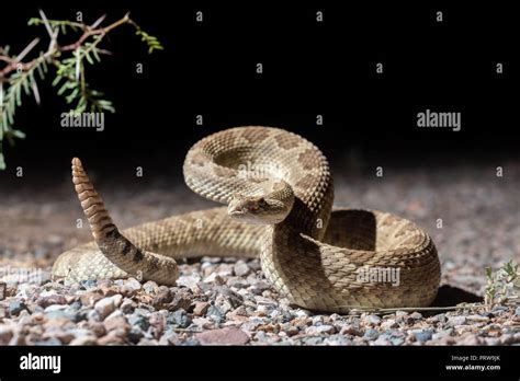 Mohave Rattlesnake Crotalus Scutulatus Hidalgo Co New Mexico Usa