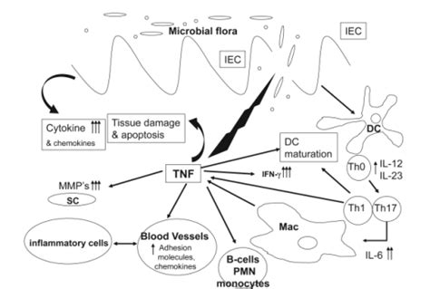 TNF-α involvement in intestinal inflammation. After in | Open-i