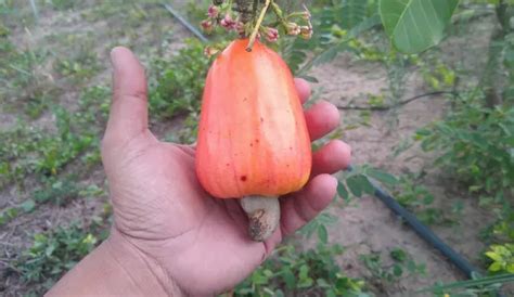 MUDAS ENXERTADAS DE CAJU Flores E Plantas Em Teresina FarmBy