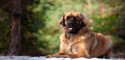 Leonberger Blog Sklepu Pupilkarma Pl