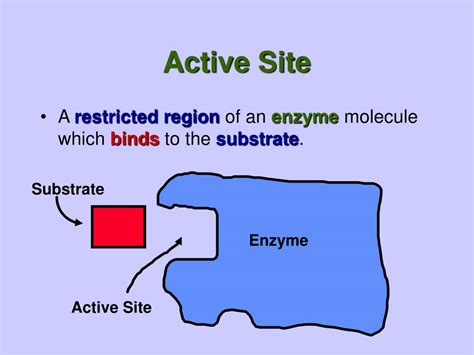 PPT - Enzymes PowerPoint Presentation, free download - ID:4643965