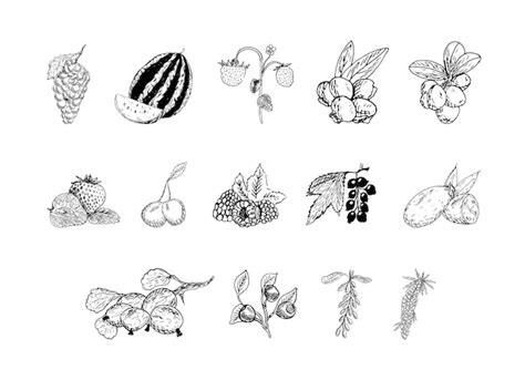 Premium Vector Set Of Monochrome Illustrations Of Berries In Sketch Style