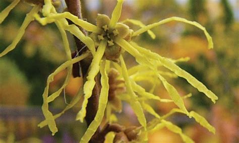 Common Witchhazel Knowledgebase Johnsons Nursery