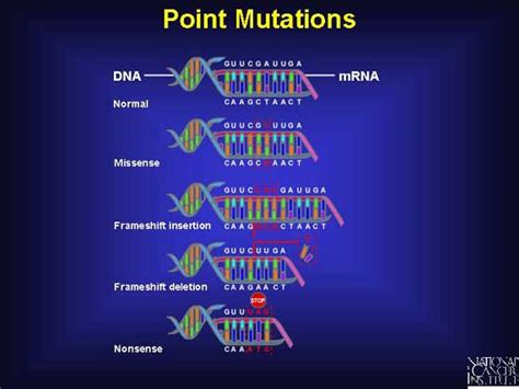 Difference Between Gene Mutation and Chromosomal Mutation | Definition, Features, Types ...