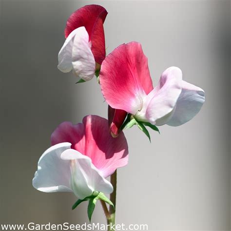 Welriekende Lathyrus Pink Cupid Zaden Lathyrus Odoratus