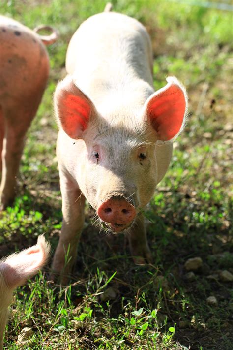 Images Gratuites Herbe Ferme Prairie Pâturage Rose Faune