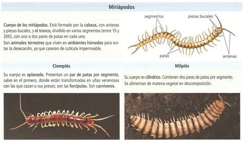 Clasificación de los Miriápodos Juan Clemente Flickr