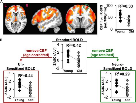 Frontiers Correcting Task Fmri Signals For Variability In Baseline