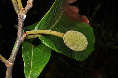 Artocarpus Ovatus Moraceae Image At Phytoimages Siu Edu