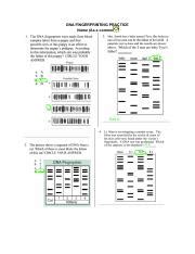 DNA FINGERPRINTING PRACTICE 1 Pdf DNA FINGERPRINTING PRACTICE Name