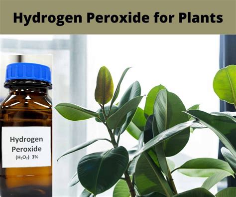 How To Use Hydrogen Peroxide For Plants The Contented Plant