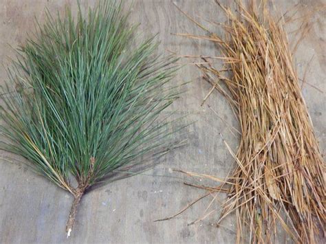 How To Make A Pine Needle Hand Broom With Diy Video Mother Earth News