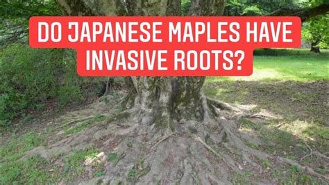 Japanese Maple Tree Root System Diagram Japanese Maple Plant