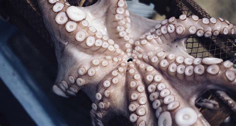 Curiosidades Sobre El Pulpo Patas Corazones Huesos