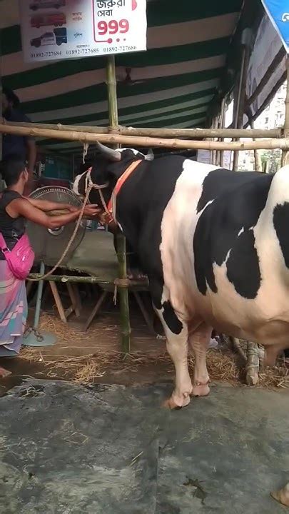 কোরবানি ঈদের বিশাল গরু Qurbani Eid Big Cow গরু Cow Eid Shorts