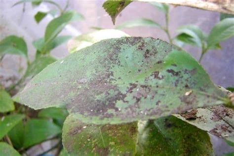 Why Are My Lemon Tree Leaves Turning Yellow Tiny Tree Hub