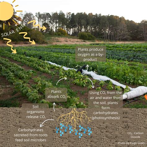 Hn Home Page Carbon Cycle Institute