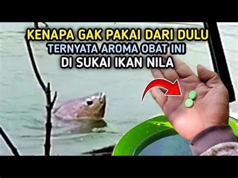 UMPAN IKAN NILA INI TERNYATA AMPUH Campuran Lumut YouTube