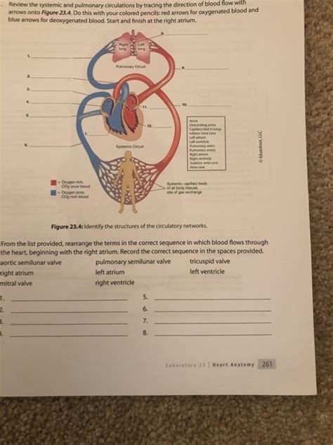 Solved Review The Systemic And Pulmonary Circulations By Chegg