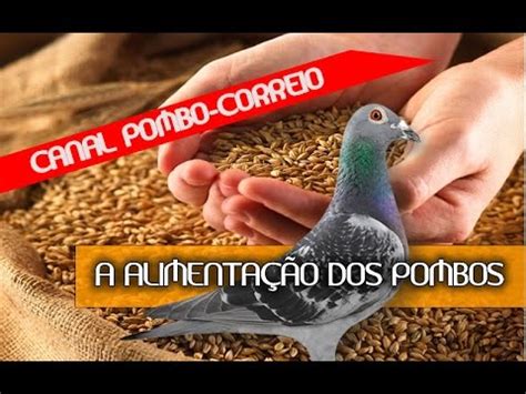 Alimentação dos pombos correios YouTube