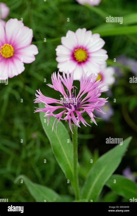 Centaurea Montana Joyce On Display At A Flower Show Perennial