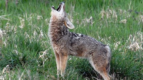 The Howling Why Youre Hearing Coyotes This Month