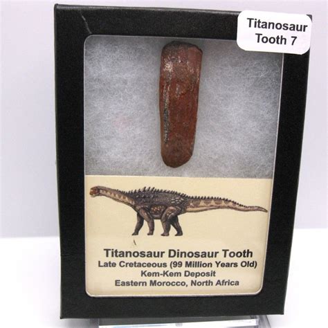 Titanosaur Teeth for sale