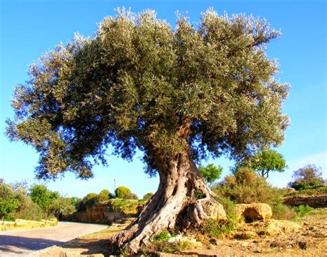 Bio Gea Ulivo L Albero Della Vita