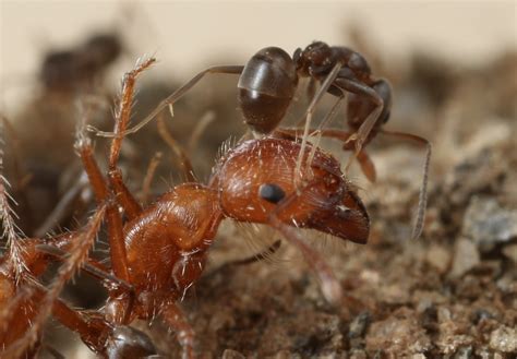 Argentine Ant Colony